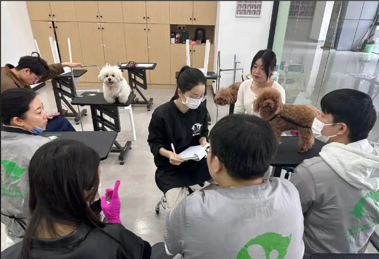柳州市宠物剪毛宠物美容培训学校 - 哪里好